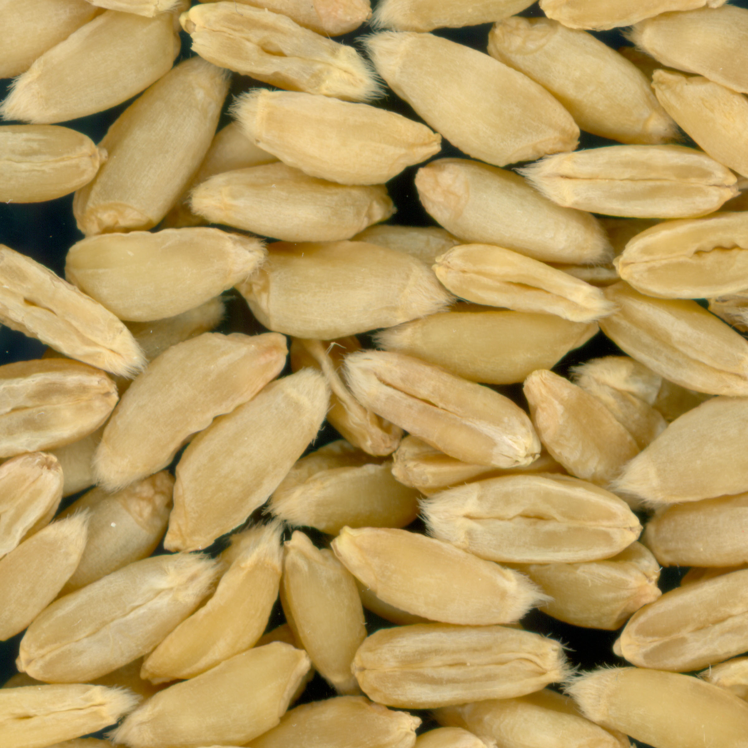 Click for 2 image(s) for this accession. KERNELS